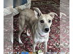Whippet Mix DOG FOR ADOPTION RGADN-1378771 - Ryker - Whippet / Yellow Labrador