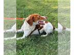 Brittany DOG FOR ADOPTION RGADN-1378778 - AL/Pete - Brittany (medium coat) Dog