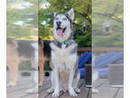 Mix DOG FOR ADOPTION RGADN-1378799 - LaaCoda - Husky (medium coat) Dog For
