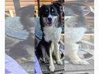Australian Shepherd Mix DOG FOR ADOPTION RGADN-1378800 - Sully - Australian