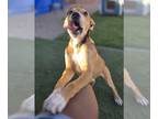 Chinese Shar-Pei Mix DOG FOR ADOPTION RGADN-1378802 - Megatron - Shar Pei /