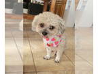 Shih-Poo DOG FOR ADOPTION RGADN-1378809 - Chief - Poodle (Miniature) / Shih Tzu