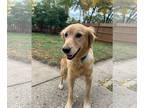 Golden Retriever DOG FOR ADOPTION RGADN-1378811 - Hazey - Golden Retriever