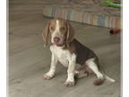 Beagle DOG FOR ADOPTION RGADN-1378814 - Roger - Beagle (medium coat) Dog For