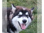 Alaskan Malamute DOG FOR ADOPTION RGADN-1378816 - Scarlett - Alaskan Malamute