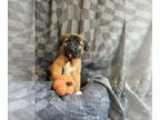 German Shepherd Dog DOG FOR ADOPTION RGADN-1378820 - Ghost - German Shepherd Dog