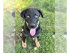 German Shepherd Dog Mix DOG FOR ADOPTION RGADN-1378830 - Ollie Bear - German