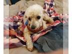 Poodle (Toy) DOG FOR ADOPTION RGADN-1378840 - Ray - Poodle (Toy) (long coat) Dog
