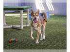 Carolina Dog DOG FOR ADOPTION RGADN-1378895 - RODGER - Carolina Dog (medium