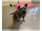 American Staffordshire Terrier DOG FOR ADOPTION RGADN-1378911 - BUONGIORNO -
