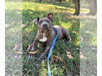 American Pit Bull Terrier Mix DOG FOR ADOPTION RGADN-1378923 - Ralphie -