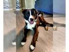 Collie Mix DOG FOR ADOPTION RGADN-1378933 - BENNY - Collie / Mixed (medium coat)