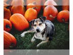 Catahoula Leopard Dog Mix DOG FOR ADOPTION RGADN-1378937 - Rez - Catahoula