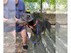 Labrador Retriever Mix DOG FOR ADOPTION RGADN-1378940 - Maggie - Labrador
