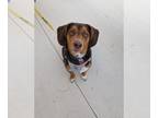 Meagle DOG FOR ADOPTION RGADN-1378950 - Rusty - Beagle / Miniature Pinscher /