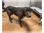 Plott Hound Mix DOG FOR ADOPTION RGADN-1378951 - Cletus - Plott Hound /