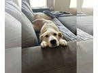 Great Pyrenees Mix DOG FOR ADOPTION RGADN-1378961 - Candy - Great Pyrenees /