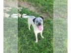 Labrador Retriever Mix DOG FOR ADOPTION RGADN-1378966 - Remy (NY-Shari)