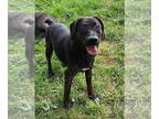 Beagle Mix DOG FOR ADOPTION RGADN-1378967 - Lenord (NY-Shari) *Adoption Fee