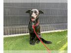 Australian Kelpie Mix DOG FOR ADOPTION RGADN-1378972 - ROBBIE - Australian