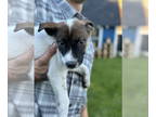 Collie-Labrador Retriever Mix DOG FOR ADOPTION RGADN-1378988 - Fritz (NY-Lia) -