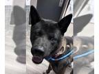 Akita DOG FOR ADOPTION RGADN-1378989 - PABLO - Akita (medium coat) Dog For