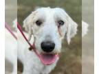 Poodle (Miniature) Mix DOG FOR ADOPTION RGADN-1379004 - Monnie - Poodle