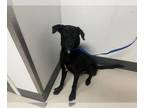 Labrador Retriever Mix DOG FOR ADOPTION RGADN-1379040 - KIRBY - Labrador