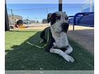 American Pit Bull Terrier-Dalmatian Mix DOG FOR ADOPTION RGADN-1379042 - MAC -
