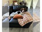 American Foxhound Mix DOG FOR ADOPTION RGADN-1379043 - Walker - American