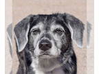 Border Collie DOG FOR ADOPTION RGADN-1379044 - Lillie - Border Collie (short