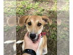 Beagle Mix DOG FOR ADOPTION RGADN-1379058 - Sweet Pea - Beagle / Hound / Mixed