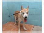 Siberian Husky Mix DOG FOR ADOPTION RGADN-1379078 - MILO - Siberian Husky /