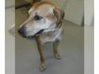 Canaan Dog Mix DOG FOR ADOPTION RGADN-1379095 - DODGER - Canaan Dog / Mixed