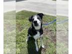 Siberian Husky DOG FOR ADOPTION RGADN-1379100 - CAL - Siberian Husky (short