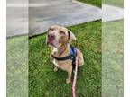 Weimaraner Mix DOG FOR ADOPTION RGADN-1379101 - LENNY - Weimaraner / Mixed
