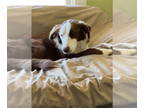 Border Collie DOG FOR ADOPTION RGADN-1379110 - Tommy - Border Collie (medium
