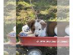 Collie Mix DOG FOR ADOPTION RGADN-1379112 - Beauty/ ADOPTED - Collie / Mixed