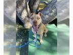 American Pit Bull Terrier DOG FOR ADOPTION RGADN-1379113 - Camron - American Pit