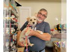 Cairn Terrier Mix DOG FOR ADOPTION RGADN-1379115 - Kali - Cairn Terrier /