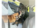Boxer Mix DOG FOR ADOPTION RGADN-1379118 - Harlow *In New England - Boxer /