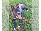 Mix DOG FOR ADOPTION RGADN-1379134 - SALEM - Husky (medium coat) Dog For