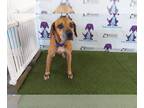 Labrador Retriever Mix DOG FOR ADOPTION RGADN-1379136 - *BERTRUM - Labrador