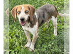 Beagle DOG FOR ADOPTION RGADN-1379165 - Winkers - Beagle (short coat) Dog For