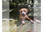 Boxer Mix DOG FOR ADOPTION RGADN-1379166 - Precious *In New England - Boxer /