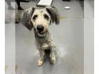 Huskies -Poodle (Standard) Mix DOG FOR ADOPTION RGADN-1379178 - BENNY - Poodle