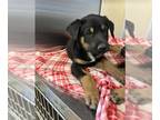 German Shepherd Dog Mix DOG FOR ADOPTION RGADN-1379207 - *STRIPES - German