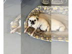 Pug Mix DOG FOR ADOPTION RGADN-1379214 - Daisy - Pug / Mixed Dog For Adoption
