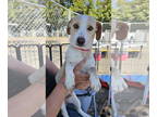 Doxle DOG FOR ADOPTION RGADN-1379217 - MORT - Dachshund / Beagle / Mixed Dog For