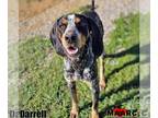 Bluetick Coonhound DOG FOR ADOPTION RGADN-1379223 - Darrell - Bluetick Coonhound